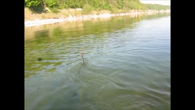 Сарган на Балтике в Куликово. 21.05.14. смотреть онлайн