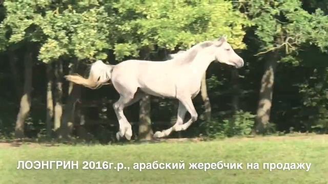 Продажа лошадей арабской породы конефермы Эквилайн, тел., WhatsApp +79883400208 (ЛОЭНГРИН2016г.р.) смотреть онлайн