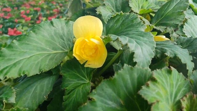 Парк Горького\Москва\Где погулять в Москве\танцы в Москве парк горького\купоны биглион смотреть онлайн