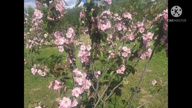 Ботанический сад в Москве смотреть онлайн