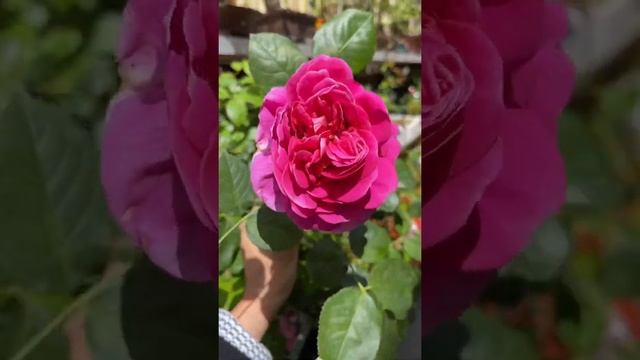 Lady of Megginch David Austin Roses #shorts #garden #reels #davidaustinroses #ladyofmegginch #roses смотреть онлайн