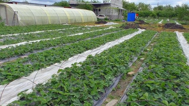 АГРОВОЛОКНО. УСЫ НА ГРЯДКАХ. смотреть онлайн