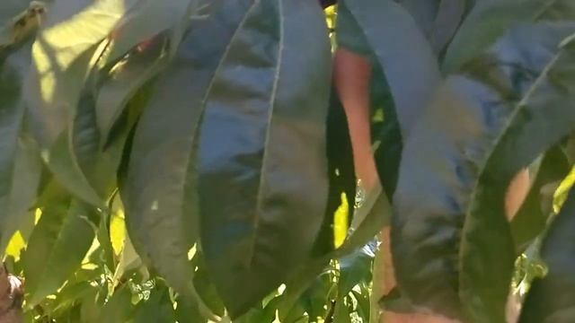 Строительный Анализ