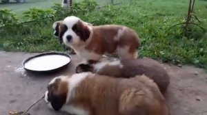 Продаю щенков Московской Сторожевой!!!