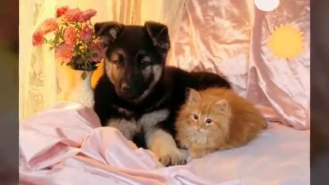 Им нужна твоя помощь! Не проходи мимо! Подари им тепло! смотреть онлайн