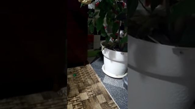 Когда кошка начинает гулять , ее поведение смотреть онлайн