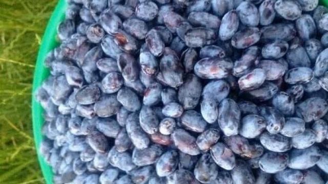 КАК УВЕЛИЧИТЬ УРОЖАЙ ЖИМОЛОСТИ смотреть онлайн