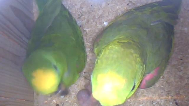 Суринамский амазон ( родительская радость) смотреть онлайн