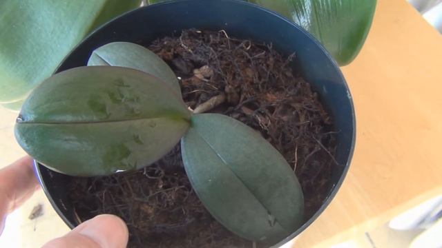 Phalaenopsis Orchid Update 2014 смотреть онлайн
