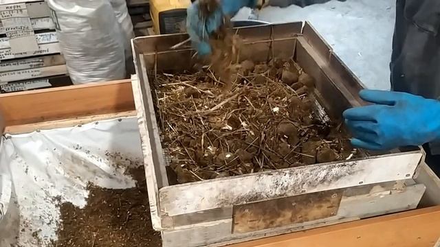 Калифорниец Готовим субстракт Отбираем каштаны смотреть онлайн