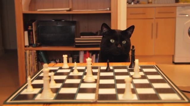 Can a Thumbcat - Play Checkers? смотреть онлайн