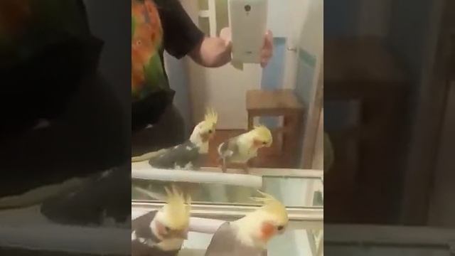 Кореллы из питомника, ручные птицы самки-самцы 89150462814 смотреть онлайн