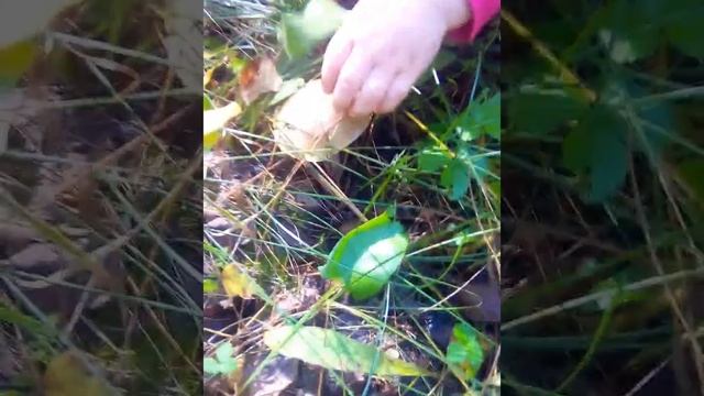 Дары природы, семьёй пошли в лес, в чудный день по собирать грибов, и нашли.. стоит посмотреть! смотреть онлайн