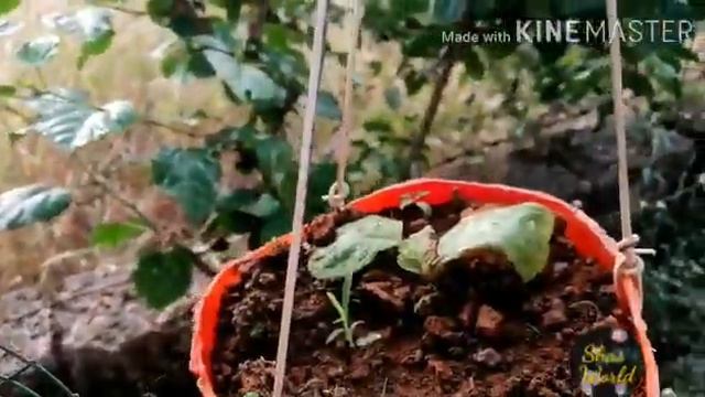 Let's walk through our little garden||malayalam||Shas world смотреть онлайн