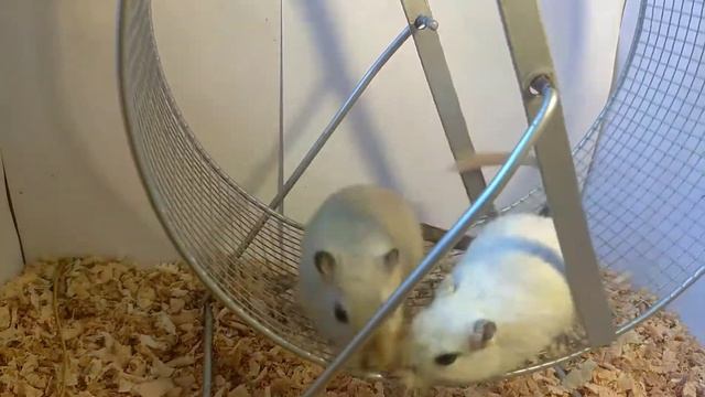 Как выбрать колесо для песчанки | Gerbils. Funny Pets | Уход и содержание смотреть онлайн