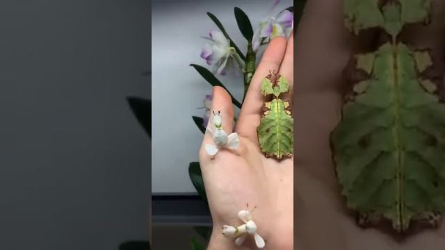 هذه حشرات ولا اوراق نبات(سبحان الخالق ) смотреть онлайн