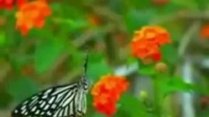 Крематорий   Харе Рама