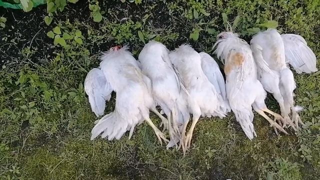 Забой молодых ПЕТУШКОВ ! смотреть онлайн