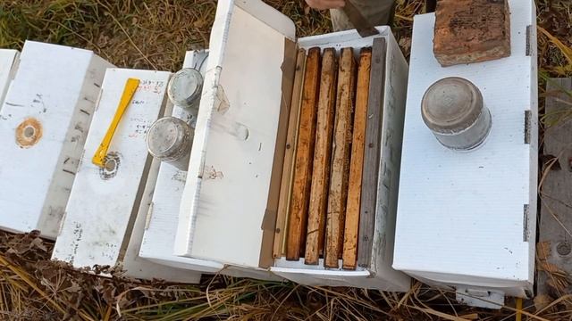 Зимовка в картонном улье. Это возможно? смотреть онлайн