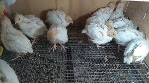 Подробно о содержании перепелов от 0 до 40дней. Как вырастить перепелов