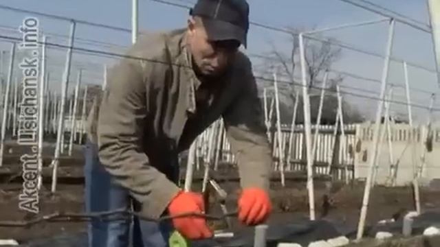 Сам себе агроном - Виноградник после зимы смотреть онлайн