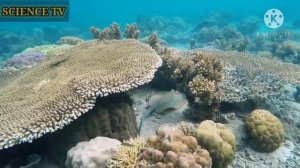 Как появился океан? Почему вода в океане соленая?