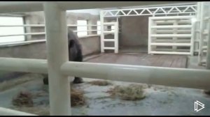 В Ростовском зоопарке впервые показали белого носорога
