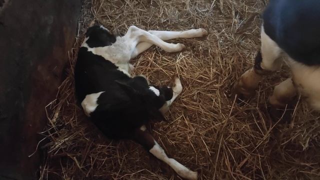 Телёнок не встает(2) смотреть онлайн