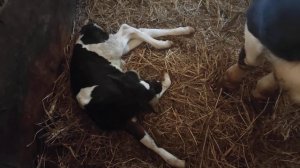 Телёнок не встает(2)