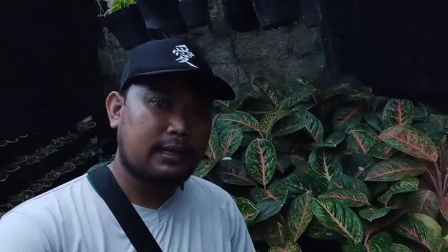 Liat Koleksi Tanaman Sultan, Bersama Bos Anthurium Veitchii | Petani Bogor | Kak Lesmana смотреть онлайн