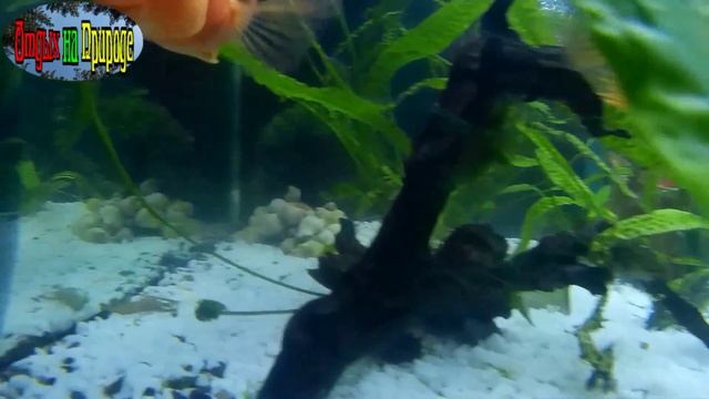 Аквариум. 500 литров счастья и красоты. смотреть онлайн