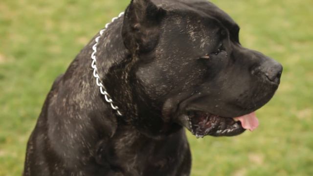 LANDRACE SHOW AND WORKING DOG BREEDS смотреть онлайн