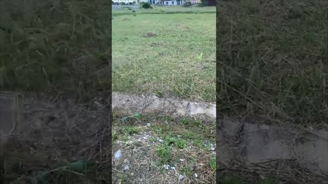 г. Анапа Участок в 20 км от города станица Гостагаевская 6 соток ИЖС смотреть онлайн