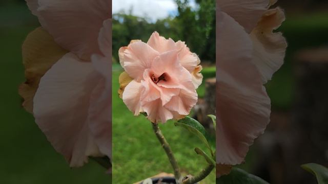 ROSA DO DESERTO TRIPLE NUDE NA BIBLIOTECA VIRTUAL смотреть онлайн