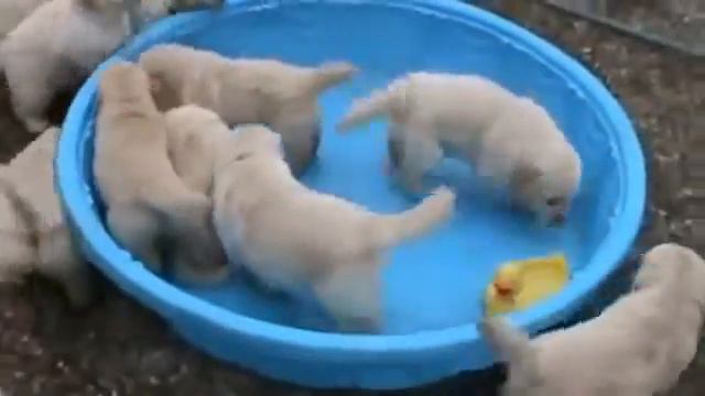 Белые щенки лабрадора играют в тазике! смотреть онлайн