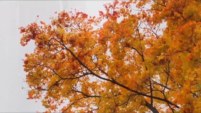 Мадам Осень. Музыка Ирины Девятовой, слова Джульетты Teamo.