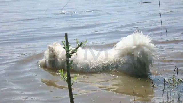 Samoyed husky floating in the river смотреть онлайн