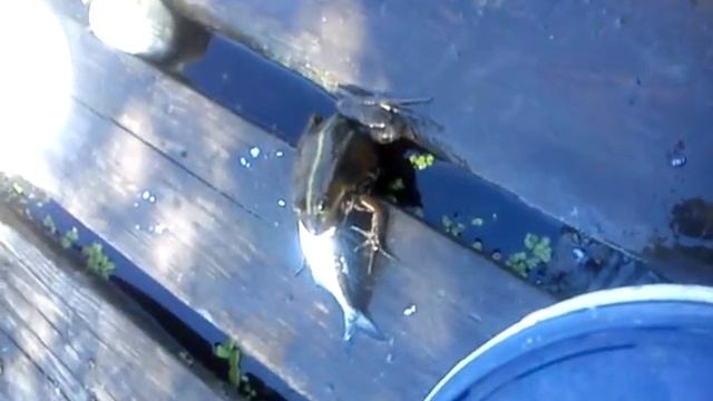 Хищная лягушка смотреть онлайн