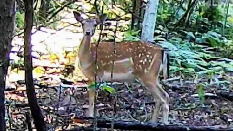 ЛАНИ и ЛОСЬ смотреть онлайн