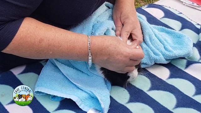 Guinea pig best nail cutting trimming technique - how to cut guinea pigs nails смотреть онлайн