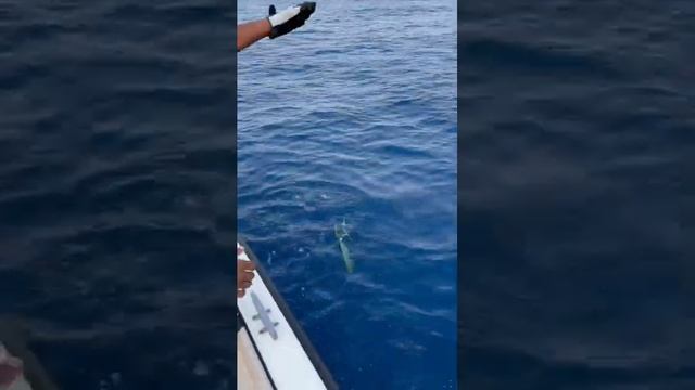 Учим гостей ловить рыбу #фуджейра #фуджейрарыбалка #рыбалкафуджейра смотреть онлайн