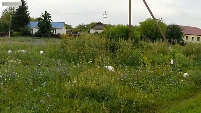 Индюшки БИГ 6. Выгул индюшек. Пастбищное содержание индюшек. смотреть онлайн