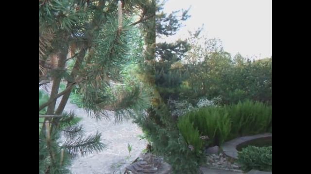 Дикорастущие растения в саду смотреть онлайн