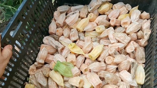 Это чудо обязательно должно расти на Вашем участке! Физалис ФРУКТОВЫЙ Индийский РАСБХАРИ ЯГОДЫ ИНКО смотреть онлайн