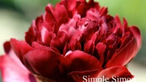 Темно - красные пионы. Сорта.