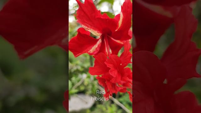 Красный гибискус или китайская роза. Red hibiscus or Chinese rose. смотреть онлайн