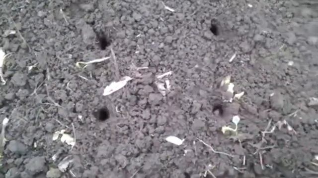 ЧЕСНОК яровой и озимый.Посадка.Полив.Подкормка. смотреть онлайн