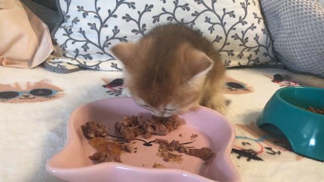 ???КОТЯТАМ МЕСЯЦ,ПЕРВЫЙ ПРИКОРМ,КУШАЮТ МОКРЫЙ И СУХОЙ КОРМ.???ЗОЛОТАЯ ШИНШИЛЛА? смотреть онлайн