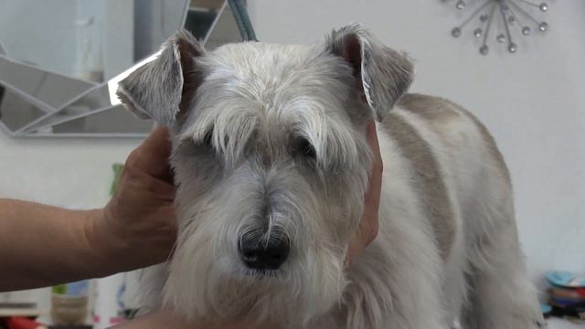 Schnauzer Head & Face Grooming Tutorial смотреть онлайн