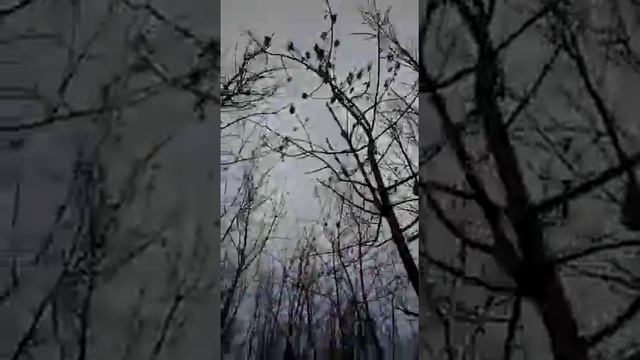 охота. лиса залезла на дерево смотреть онлайн